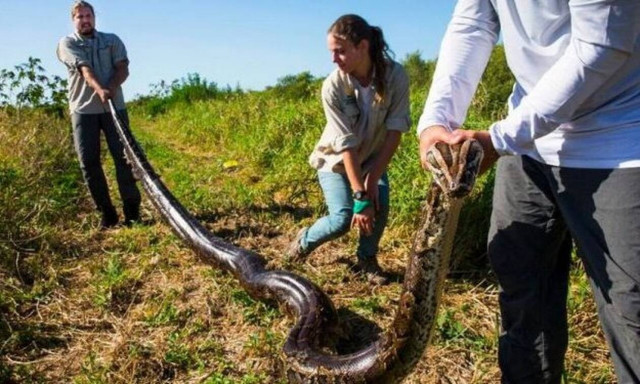 Έπιασαν πύθωνα 6 μέτρων με τα ίδια τους τα χέρια! (vid)