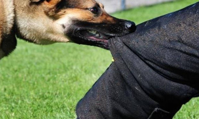 Σοκ στην Κοζάνη: Σκύλος επιτέθηκε σε κοριτσάκι-Το δάγκωσε στο στήθος