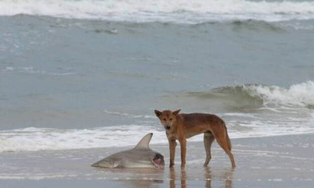 Ατρόμητος σκύλος «τσαμπουκαλεύεται» με… καρχαρίες! (video)