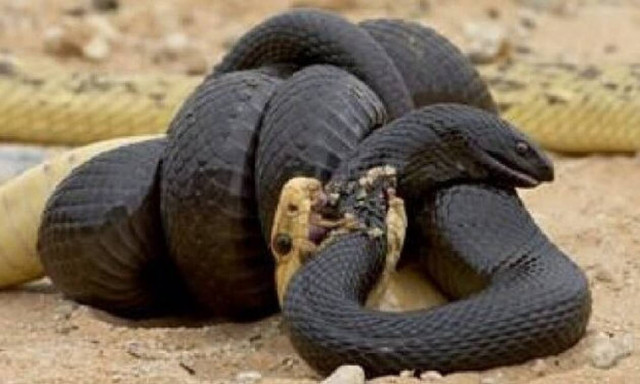 Μάχη μέχρι θανάτου: Βασιλική κόμπρα εναντίον πύθωνα