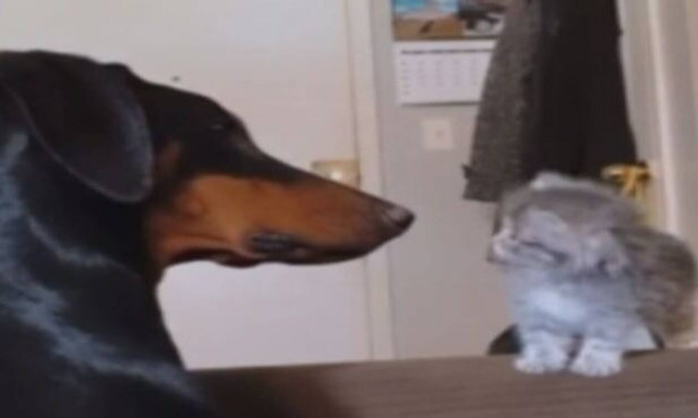 Νεογέννητο γατάκι συναντά ντόπερμαν και η συνέχεια είναι… μαγική! (vid)