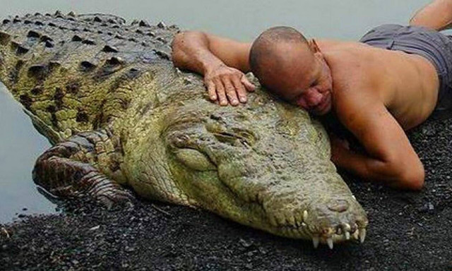 Κροκόδειλος «γίγαντας» κάθεται και απολαμβάνει χαδάκια! (video)