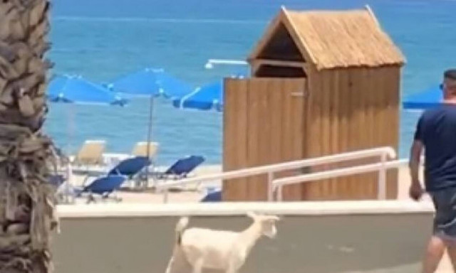 Ρέθυμνο: Βγήκε βόλτα στην παραλία με το… κατσικάκι του!