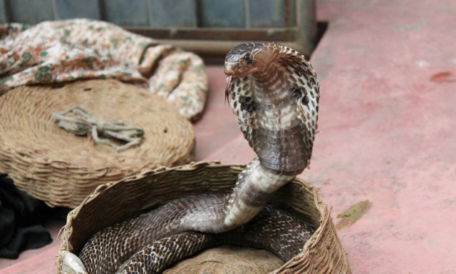 Κυνηγός φιδιών πέθανε από κόμπρα – Δείτε τι του έκανε (pics)