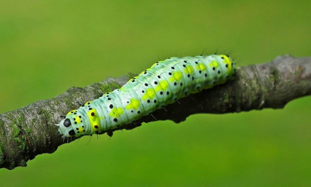 Παράσιτα μετατρέπουν κάμπια σε… ζόμπι (pics) 