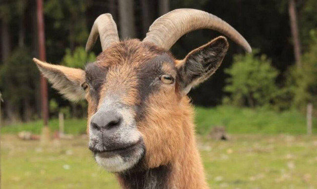 Έχασε την κατσίκα του - «Πάγωσε» όταν την βρήκε