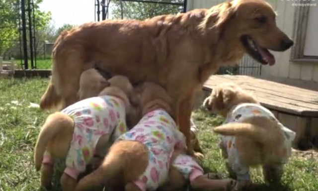 Κουταβάκια κάνουν σαν τρελά όταν βλέπουν τη μαμά τους! (vid)