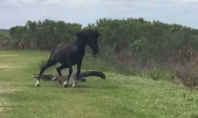 Άλογο τα… παίρνει στο κρανίο και τσακίζει αλιγάτορα! (video)