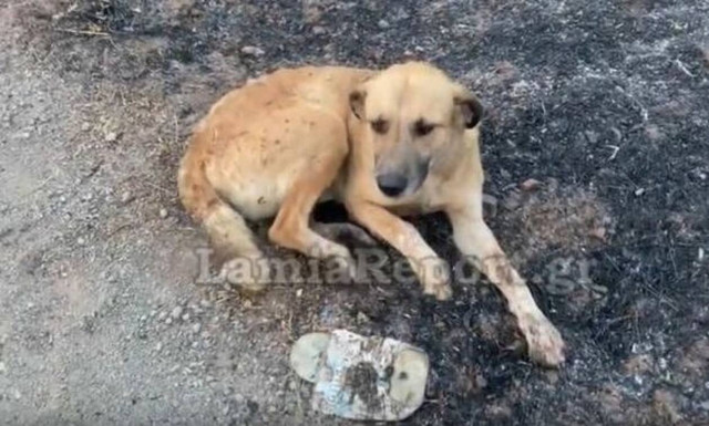 Ο σκύλος-ήρωας της φωτιάς του Μαρτίνου