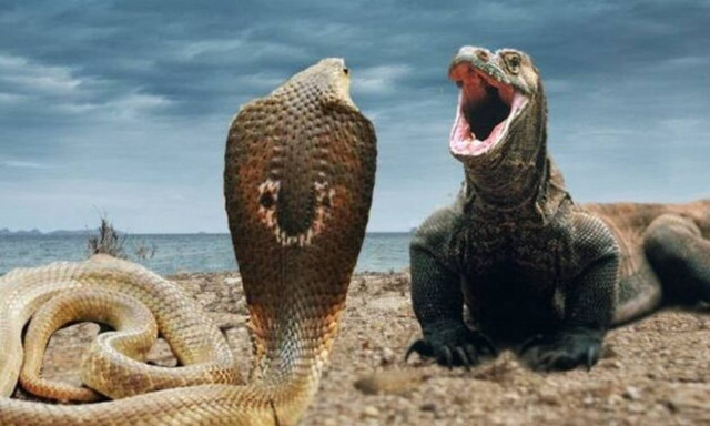 Επική μάχη: Δράκος του Κομόντο εναντίον βασιλικής κόμπρας (video)