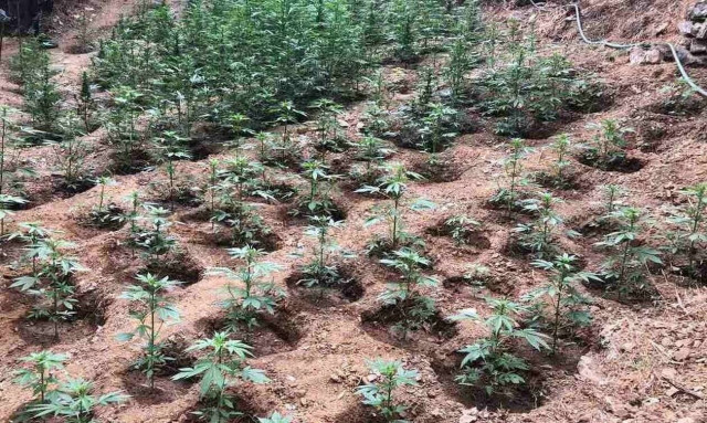 Φυτείες μαμούθ στα Χανιά: 3.000 δενδύλλια εντοπίστηκαν και εκριζώθηκαν