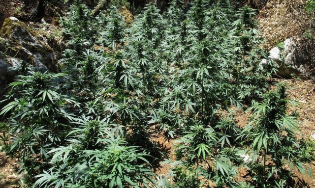 Κρήτη: Μεγάλη αστυνομική επιχείρηση στον Μυλοπόταμο - Εντοπίστηκαν 8 φυτείες