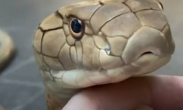 Απίστευτο! Βασιλική κόμπρα κάθεται και απολαμβάνει χαδάκια! (vid)