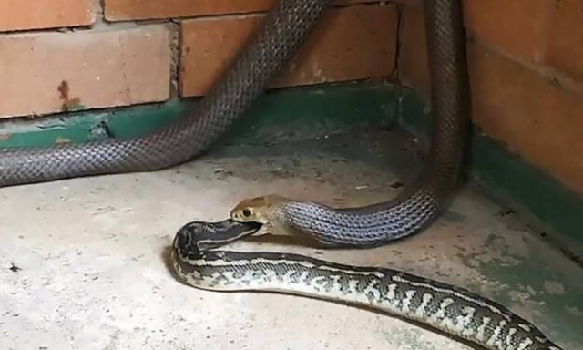 Φίδι-κανίβαλος καταβροχθίζει χωρίς τύψεις άλλο φίδι! (vid)