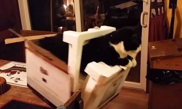 Γάτα τρυπώνει εκεί που δεν έπρεπε και η συνέχεια είναι… απολαυστική!