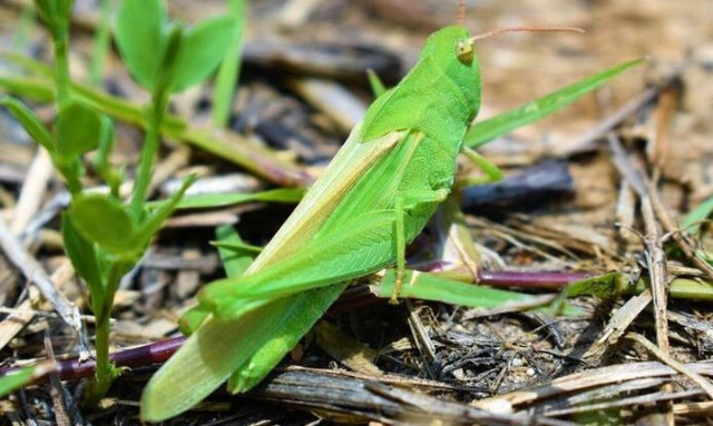 Ιταλία: Επιδρομή ακρίδων στη Σαρδηνία - Σε απόγνωση οι αγρότες