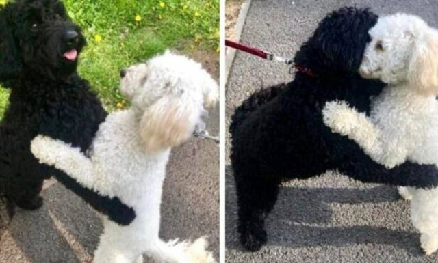 Αυτό το βίντεο είναι ό,τι καλύτερο θα δεις σήμερα