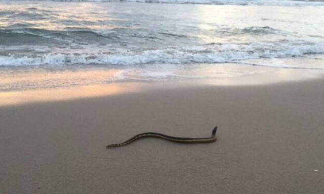 Κόμπρα έκανε την εμφάνισή της σε παραλία! (vid)