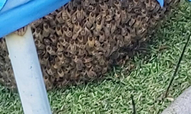 Βρήκαν 25.000 μέλισσες - Το απόλυτο χάος