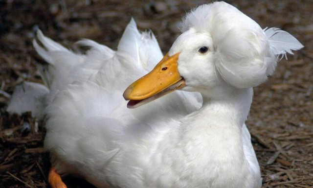 Αυτές οι πάπιες είναι λες και έχουν σπουδάσει κομμωτική! (pics)