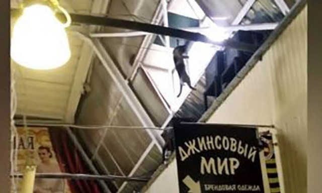 Είπαμε ότι οι γάτες είναι εφτάψυχες αλλά μην τον παρακάνουμε…