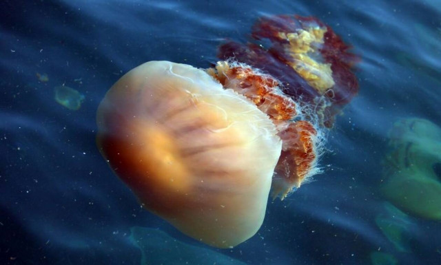 Τρόμος σε παραλία: Γιγάντια μέδουσα «κατάπιε» παιδί