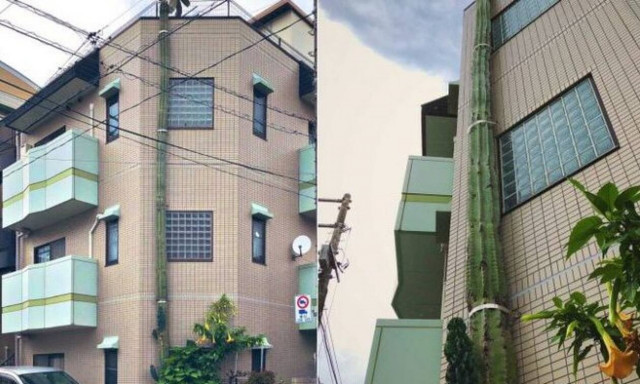 Αυτός είναι ο πιο μεγάλος κάκτος στον κόσμο