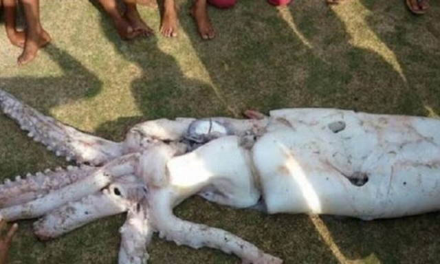 Δείτε το «τέρας» που ξέβρασε η θάλασσα! (video)