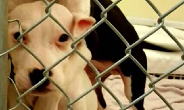 Ραγίζει καρδιές: Kουταβάκι κλαίει σαν μωρό – Η αντίδραση του κτηνιάτρου 