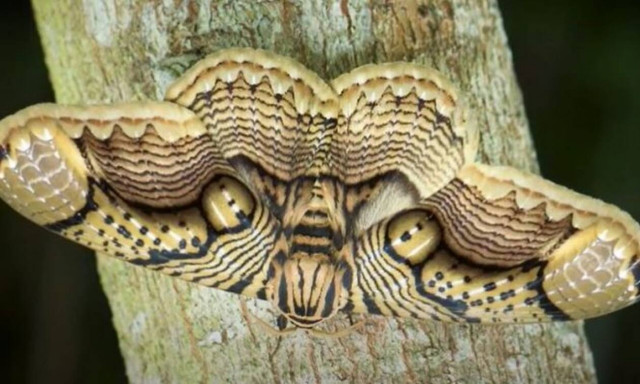 Αυτή είναι η νυχτοπεταλούδα που σου δημιουργεί παραισθήσεις