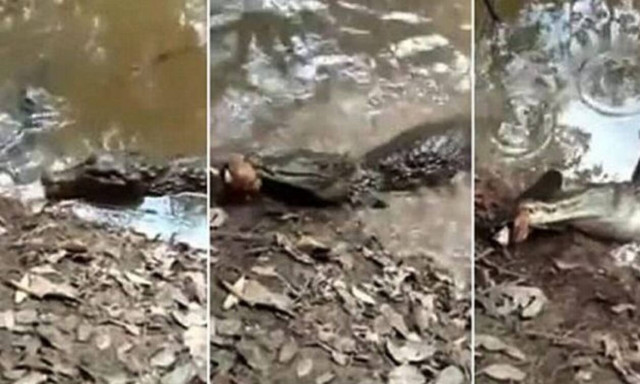 Ηλεκτροφόρο χέλι τσακίζει πελώριο αλιγάτορα! (vid)