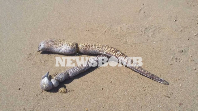 Τεράστιες σμέρνες ξεβράστηκαν σε παραλία στα Χανιά - Απίστευτες εικόνες