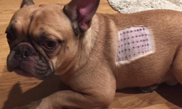 Τρελά γέλια: Μπουλντόγκ κάνει επίθεση στον… εαυτό του! (vid)