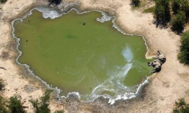 Μυστήριο! Νεκροί εκατοντάδες ελέφαντες (pics)