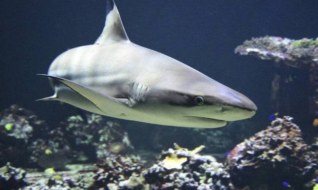 Τρόμος για ψαρά! Τεράστιος καρχαρίας έκανε σάλτο στο σκάφος του