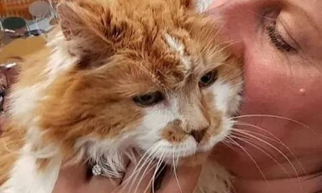 Πέθανε η γηραιότερη γάτα στον κόσμο – Δείτε πώς ήταν στα γεράματα