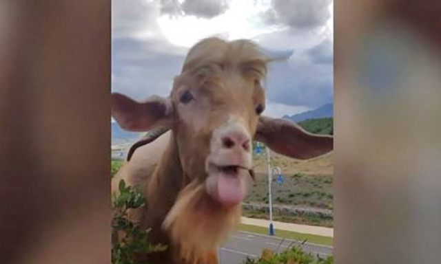 Η κατσίκα που μιλάει! Το καλύτερο βίντεο του σύμπαντος!