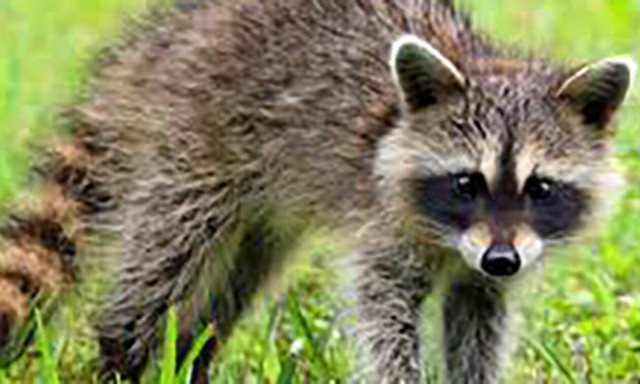 Την «πάτησε» άσχημα αυτό το ρακούν… (vid)