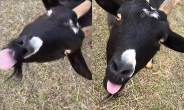 Η κατσίκα που δεν βάζει γλώσσα μέσα της! (video)