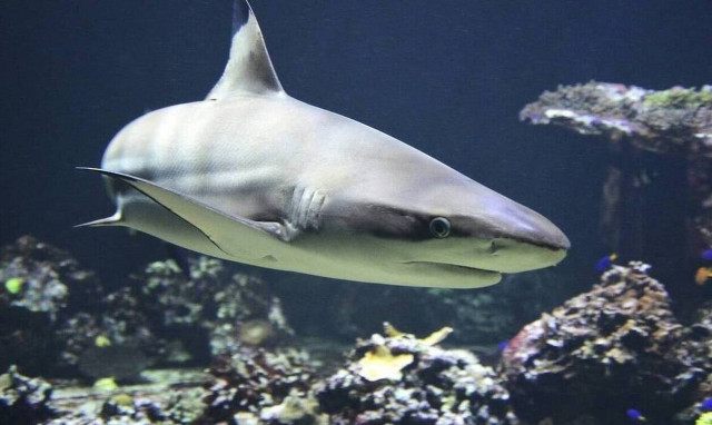 Καρχαρίας κατασπάραξε δύτη (pics)