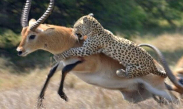 Απίθανο βίντεο: Αυτή η αντιλόπη δεν… μάσησε από την λεοπάρδαλη!