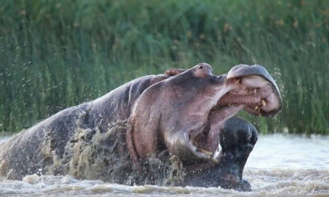 Μάχη μέχρι θανάτου: Ιπποπόταμος εναντίον ιπποπόταμου! (vid)