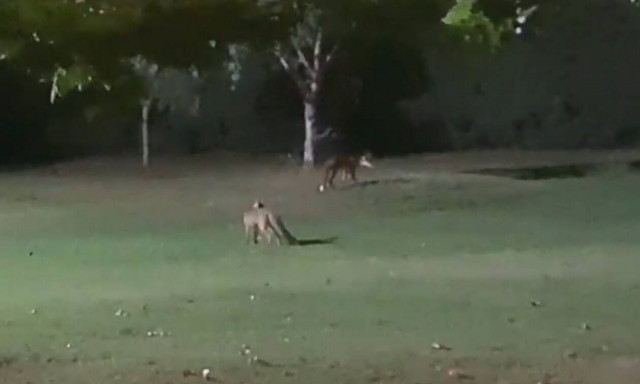 Ωραιόκαστρο: Αλεπούδες έκαναν βόλτες σε κήπο