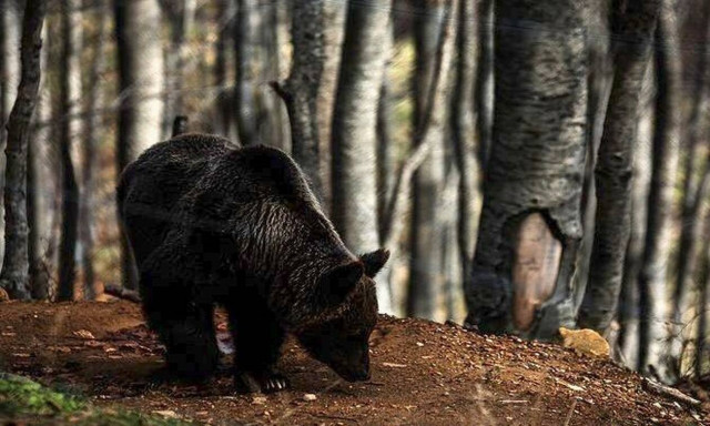 Καστοριά: Αυτός είναι ο 25χρονος που δέχθηκε επίθεση από αρκούδα (pics)