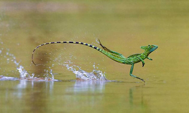 Σαύρα τρέχει πάνω στο νερό για να γλιτώσει από σκύλο! (vid)
