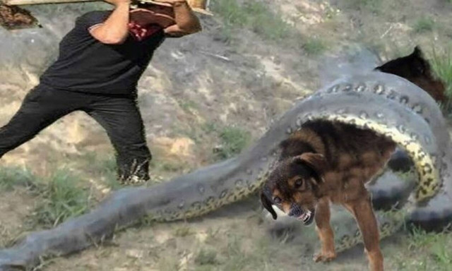 Απίστευτο: Έσωσε σκύλο από τον πύθωνα την τελευταία στιγμή! (vid)
