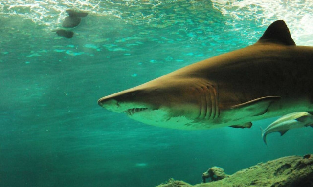 Τρόμος σε παραλία: Καρχαρίας κυνήγησε λουόμενους!