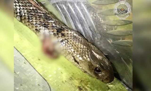 Έτρεχε με 123 χιλιόμετρα έχοντας ένα φίδι τυλιγμένο στο πόδι του (video)