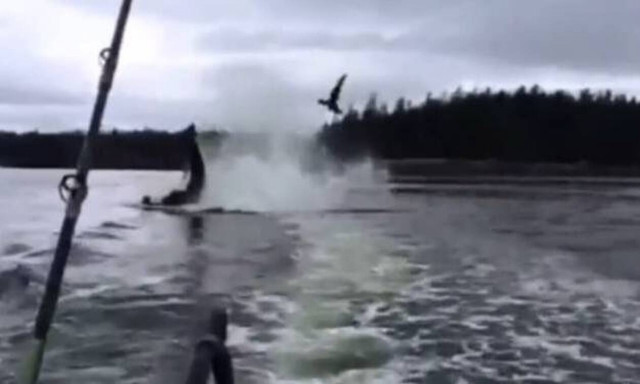 Φάλαινα εκτοξεύει θαλάσσιο λιοντάρι 6 μέτρα πάνω από τη θάλασσα! 