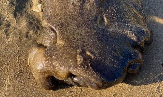 Αυτός ο ανατριχιαστικός σβώλος κοστίζει εκατομμύρια - Δείτε τι είναι